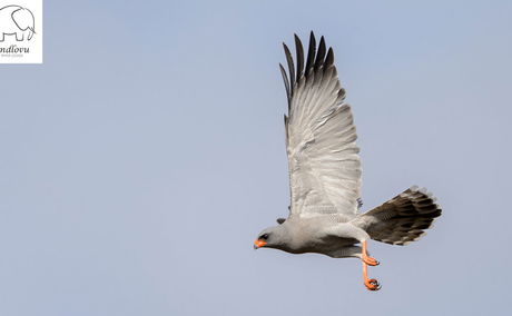 birding photography chanting goshawk