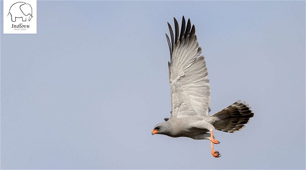 birding photography chanting goshawk