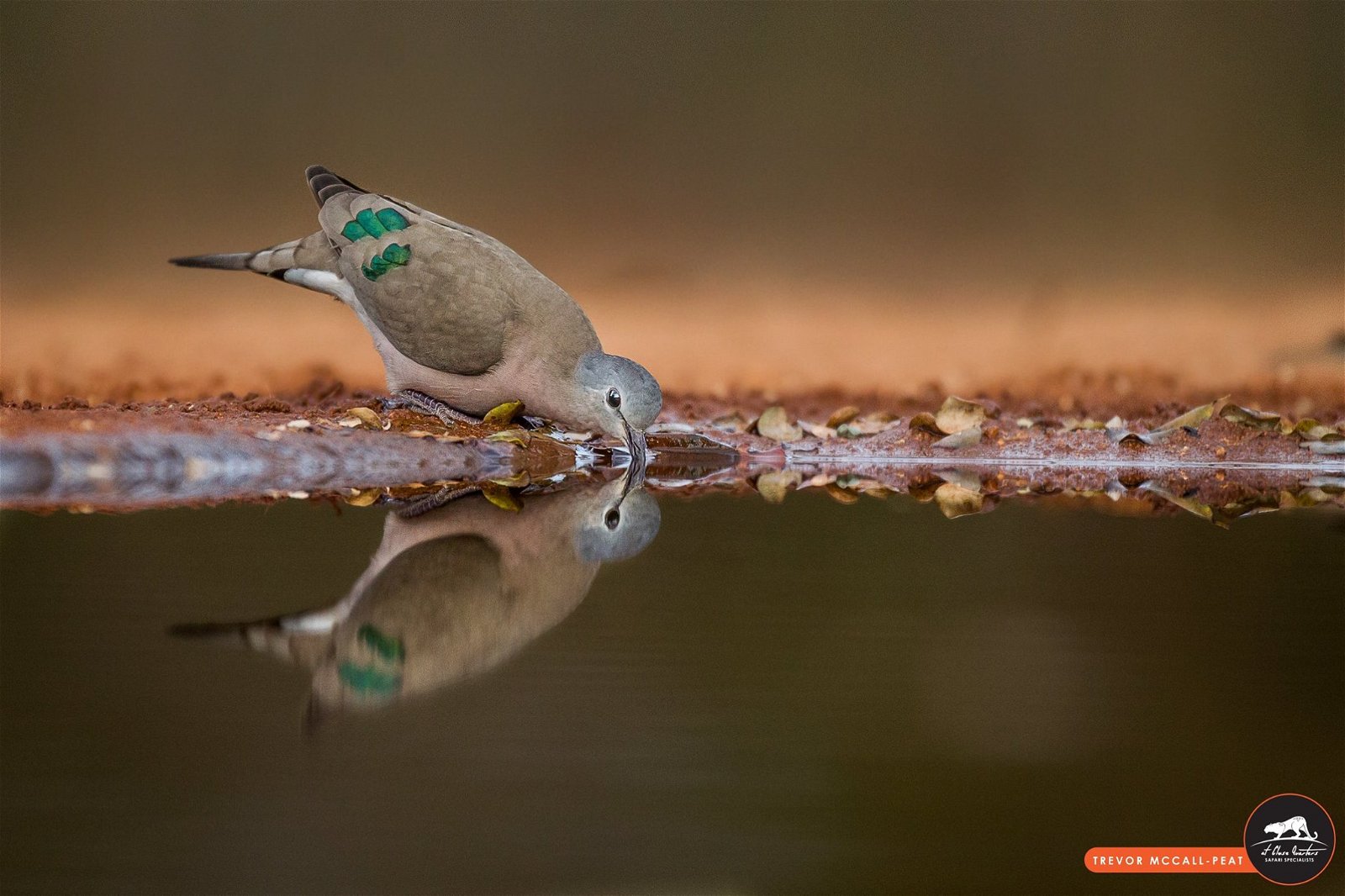 birding photography hide