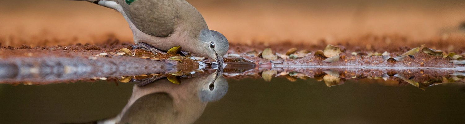 birding photography hide