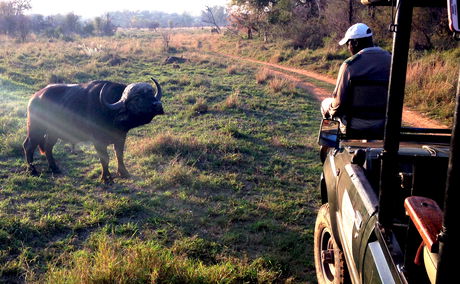 Best safari parks in Africa - Kruger National Park, Indlovu River Lodge