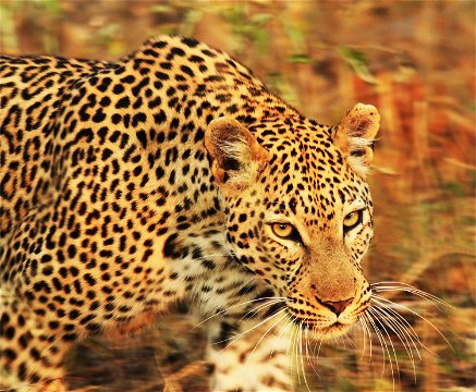 wildlife photography safari Kruger Park