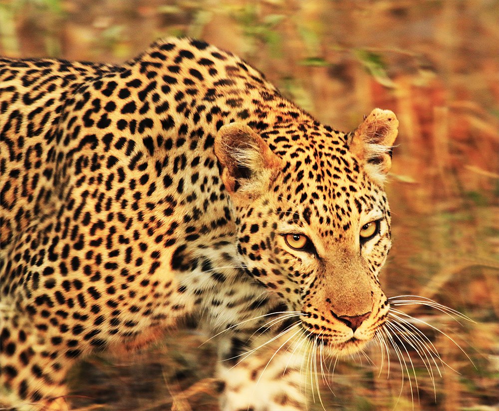 top safari parks in africa