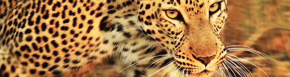 top safari parks in africa