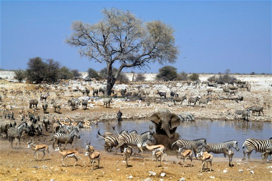 Etosha - top safari parks in Africa