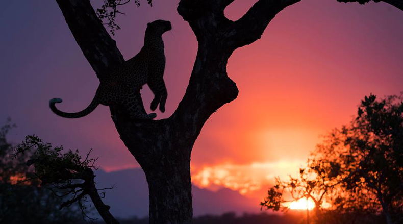 leopard in a tree at sunset in Timbavati near Kruger Park