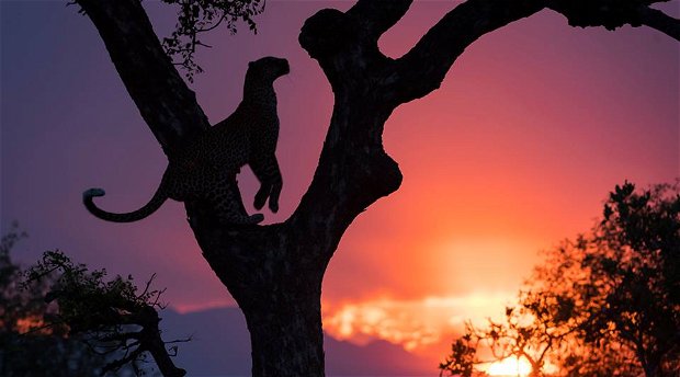 leopard in a tree at sunset in Timbavati near Kruger Park