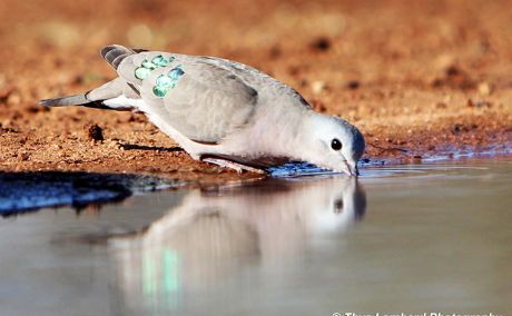 Photographic Hide Birding Photography – IRL