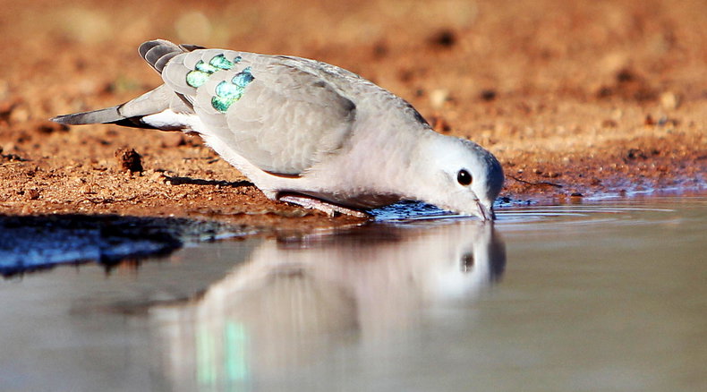 Photographic Hide Birding Photography – IRL
