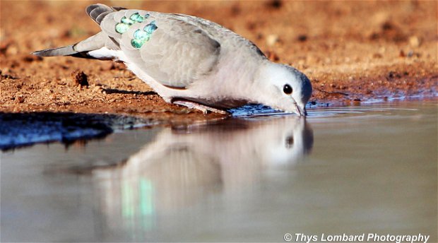 Photographic Hide Birding Photography – IRL