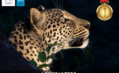 winner amateur wildlife photo competition winner amateur wildlife photo competition