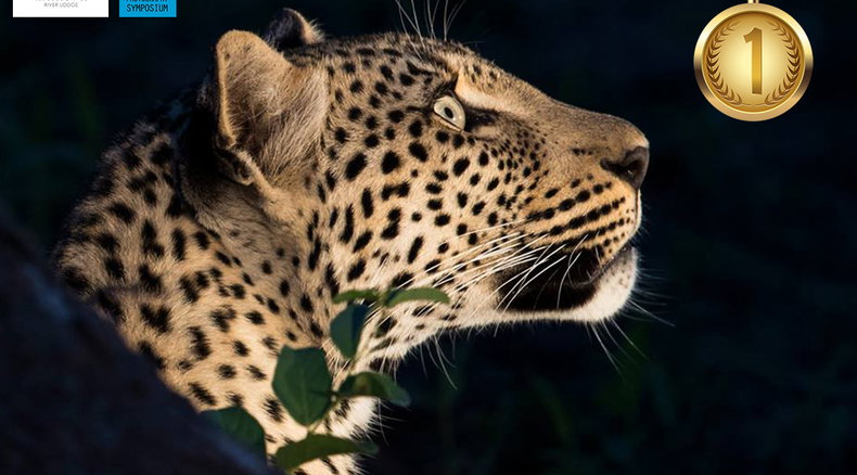 winner amateur wildlife photo competition