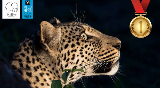 winner amateur wildlife photo competition winner amateur wildlife photo competition
