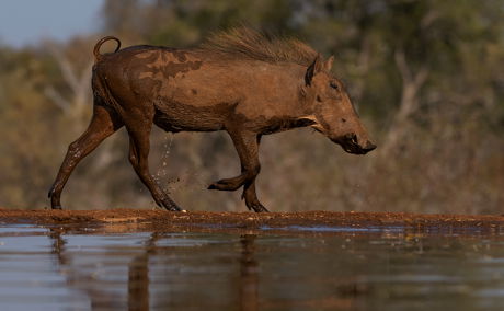 warthog hide photography