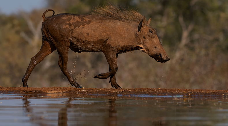 warthog hide photography warthog hide photography