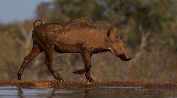 warthog hide photography