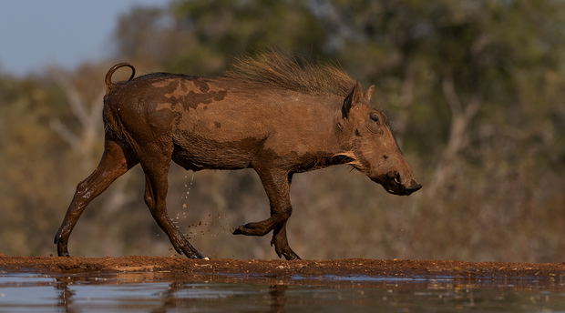 warthog hide photography warthog hide photography