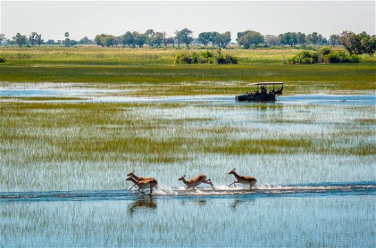 Okavango Delta - Top safari parks in Africa