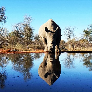 Top Safari Parks in Africa - Kruger National Park discount safari packages at Indlovu River Lodge