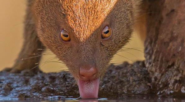wildlife photography competition Kruger Park wildlife photography competition Kruger Park