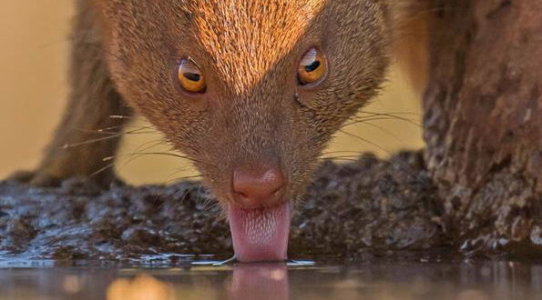 wildlife photography competition Kruger Park wildlife photography competition Kruger Park