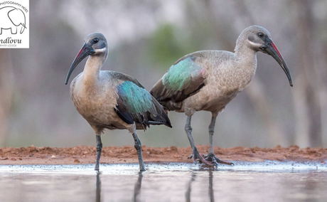 birding photography safari packages birding photography safari packages