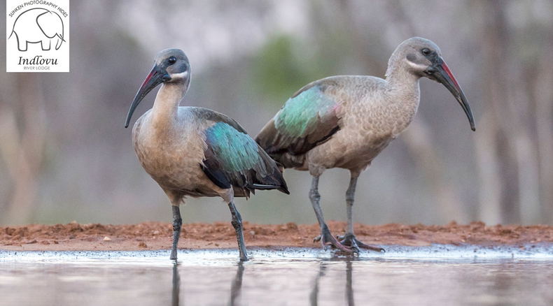 birding photography safari packages birding photography safari packages