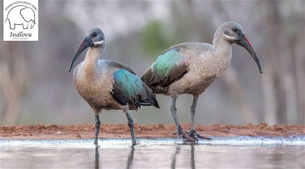 birding photography safari packages birding photography safari packages