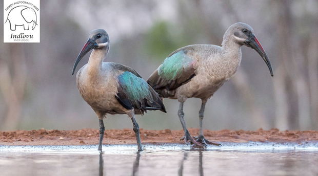 birding photography safari packages birding photography safari packages