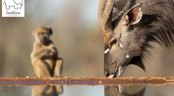 wildlife photography safari Kruger Park