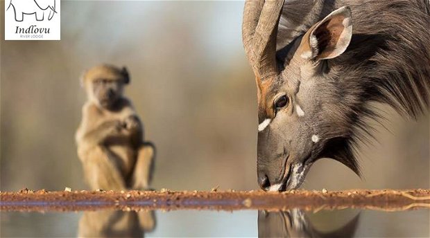 wildlife photography safari Kruger Park wildlife photography safari Kruger Park