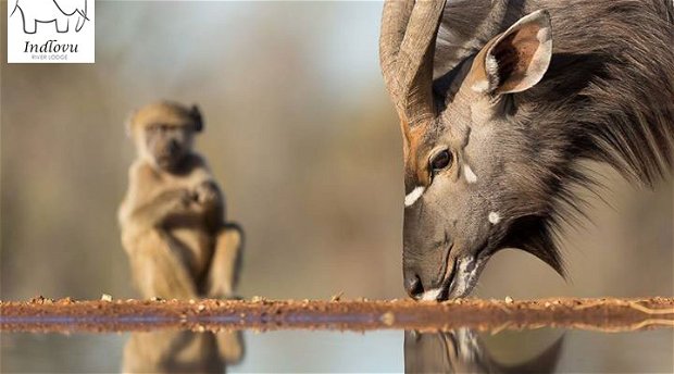 wildlife photography safari Kruger Park