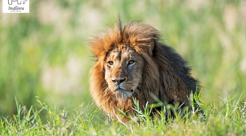 wildlife photography safari Kruger Park