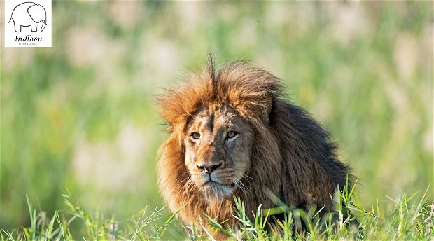 wildlife photography safari Kruger Park wildlife photography safari Kruger Park