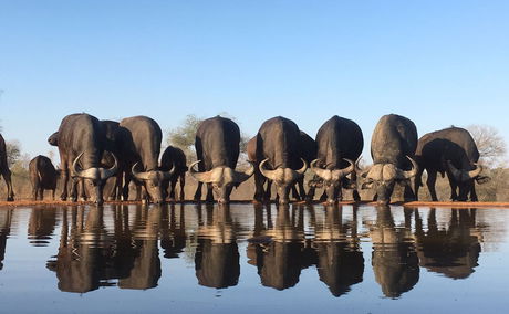 wildlife photography safari from sunken hide in kruger park south africa