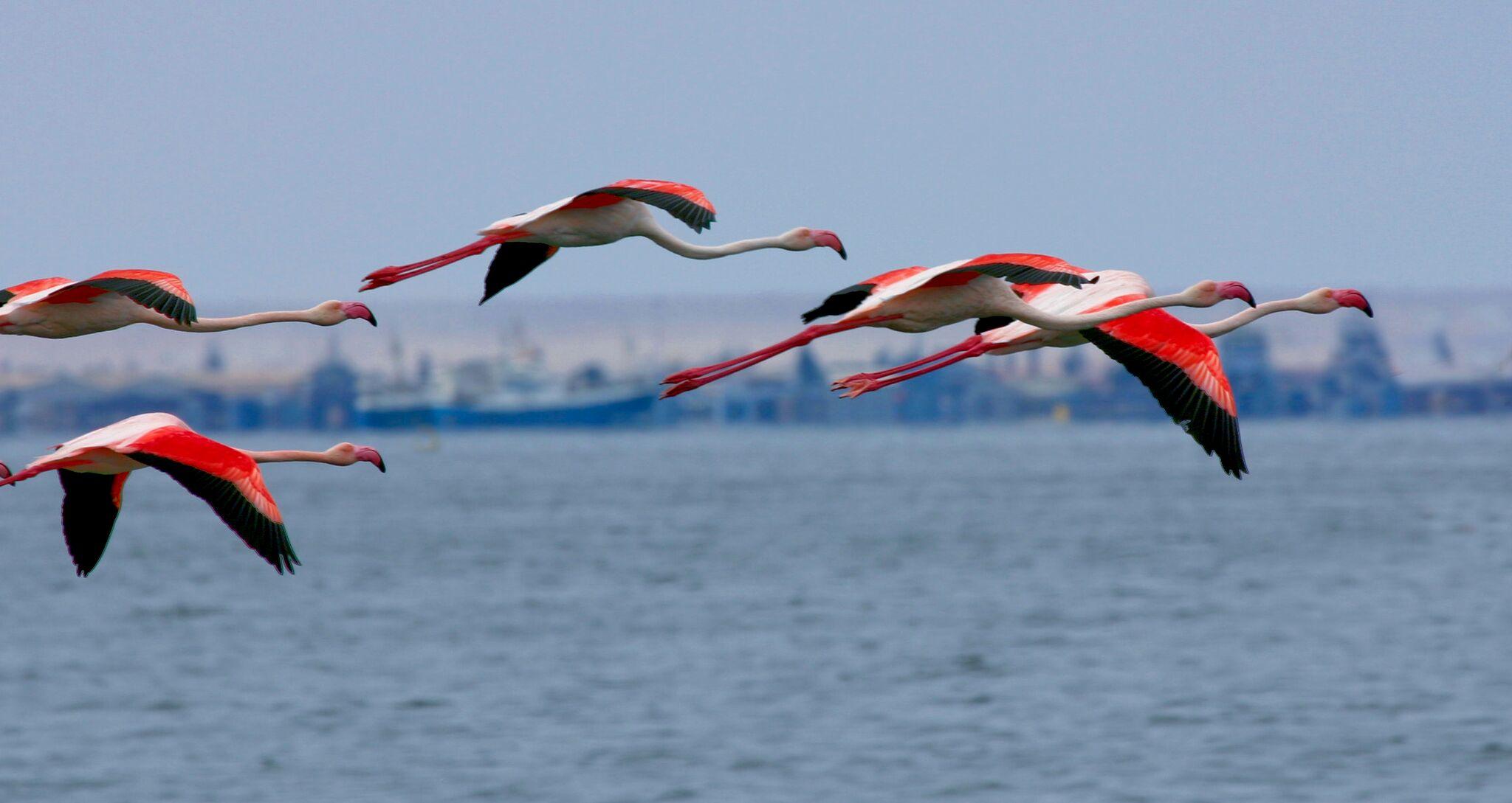 Sandwich Harbour 4x4 - Birds - Walvis Bay 
