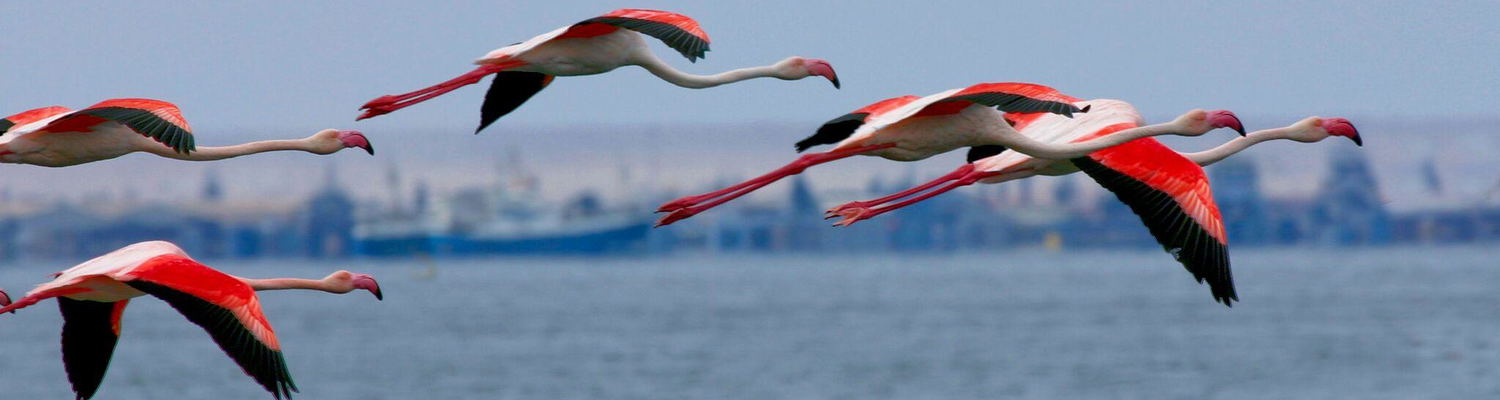 Sandwich Harbour 4x4 - Birds - Walvis Bay 