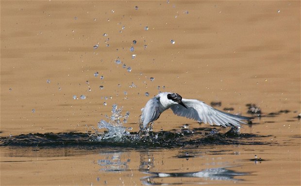 Sandwich Harbour 4x4 - Birds - Walvis Bay 