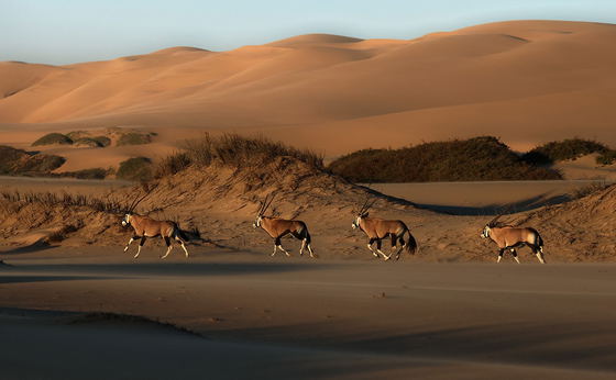 Sundowner Sunset Excursion - Ideal for photography