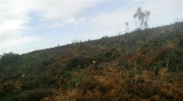 Pine tree cutting Pine tree cutting