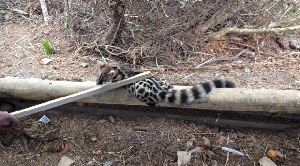 Cape Genet Cat caught 'red handed' in chicken enclosure at African Crags Eco-Lodge. Cape Genet Cat caught 'red handed' in chicken enclosure at African Crags Eco-Lodge.