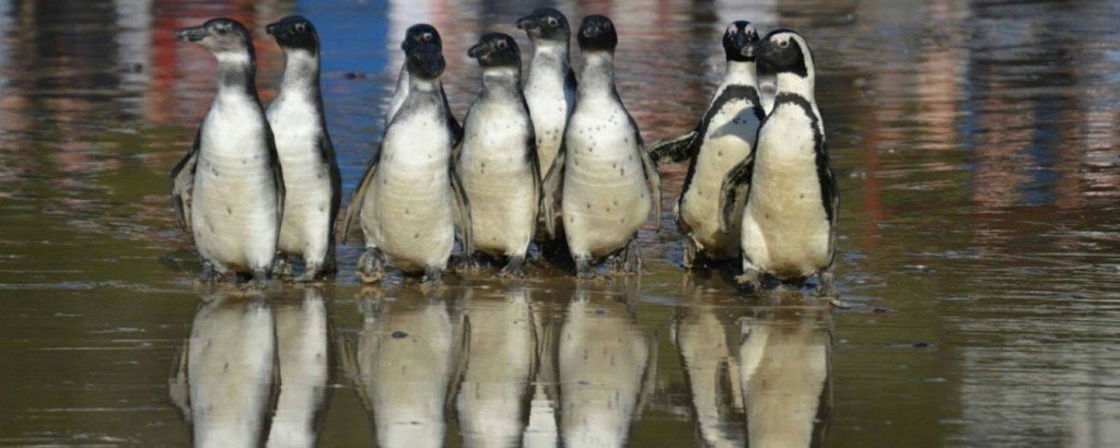 Penguins in Plettenberg Bay