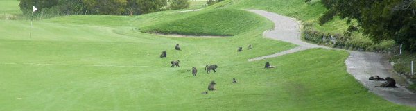 Baboons at Plettenberg Bay Country Club close to African Crags Eco- Lodge 