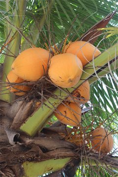 Coconut Trees in Zanzibar