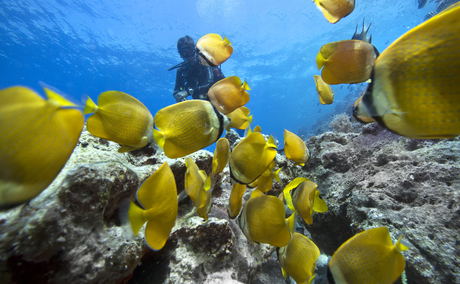 Scuba diver surrounded by yellow fishes Scuba diver surrounded by yellow fishes