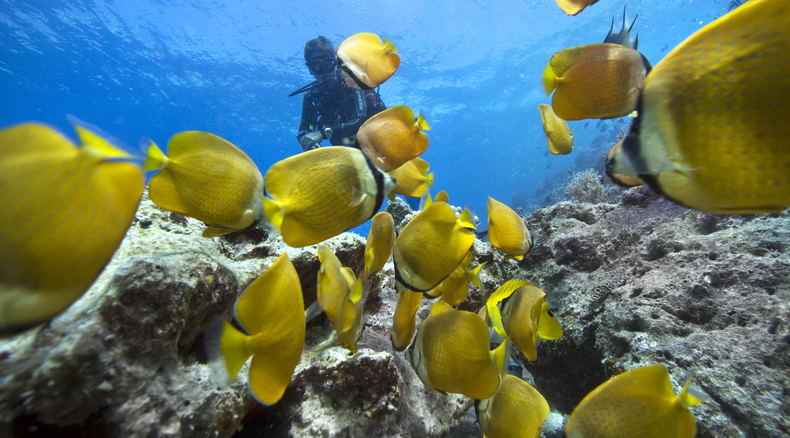 Scuba diver surrounded by yellow fishes Scuba diver surrounded by yellow fishes