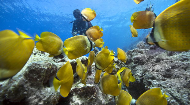Scuba diver surrounded by yellow fishes