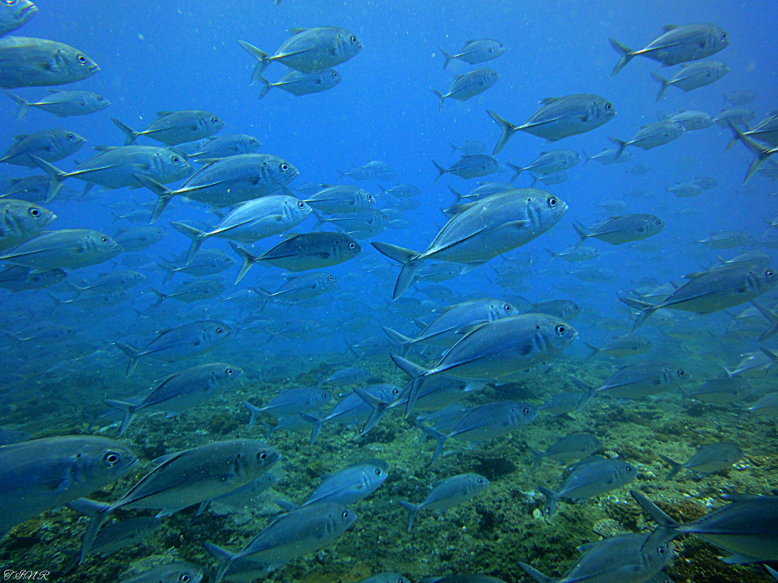PAID scuba diving picture of fish in Zanzibar
