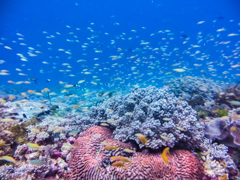 Diving in Zanzibar with PADI dive centre Buccaneer Diving