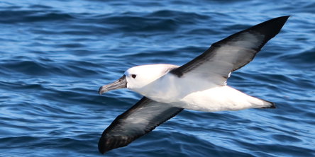 Pelagic Birding Excursion 
